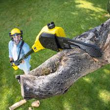 Best Palm Tree Trimming  in Newton, AL