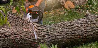 Best Hazardous Tree Removal  in Newton, AL