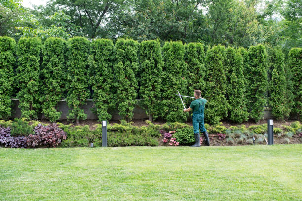 Professional Tree Removal in Newton, AL