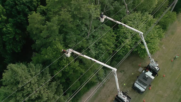 How Our Tree Care Process Works  in  Newton, AL