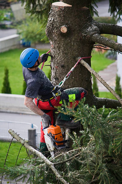 Best Utility Line Clearance  in Newton, AL