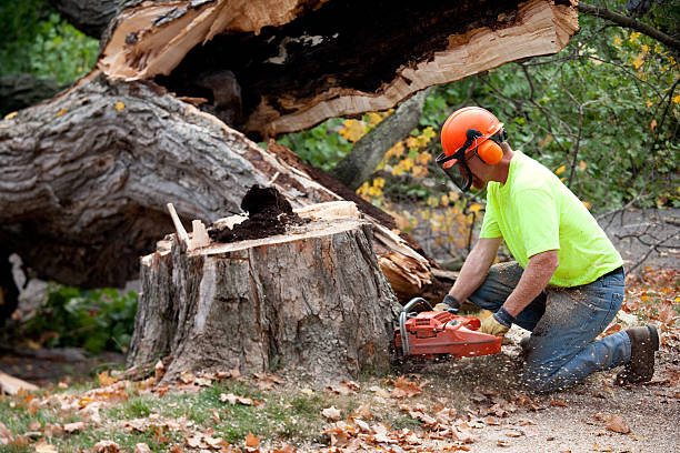 How Our Tree Care Process Works  in  Newton, AL