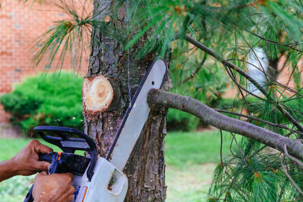 Professional Tree Removal in Newton, AL